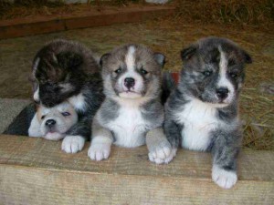 mutuelle chien 300x225 Comparez les offres de mutuelles pour chien en 3 clics!